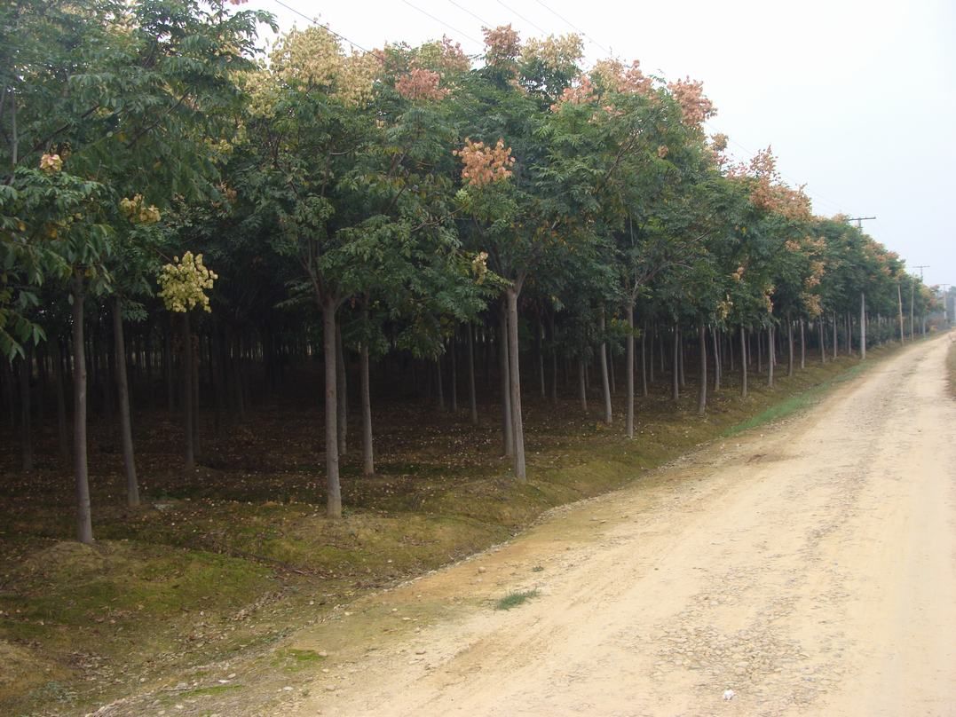 黄山栾树价格-乔木-河南潢川花木苗木园林苗圃公司,建材在线