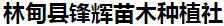  林甸县锋辉苗木种植社