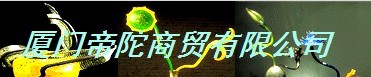  帝陀（厦门）工贸有限公司
