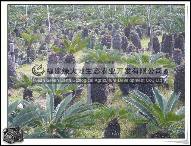  福建绿大地生态农业开发有限公司