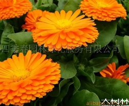  郑州四季火耐火材料有限公司