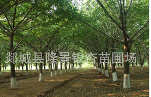 郯城县隆景银杏苗圃场