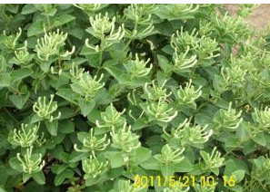 费县四季树形金银花种植专业合作社