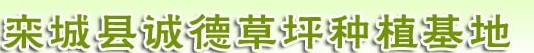  栾城区诚德草坪种植基地